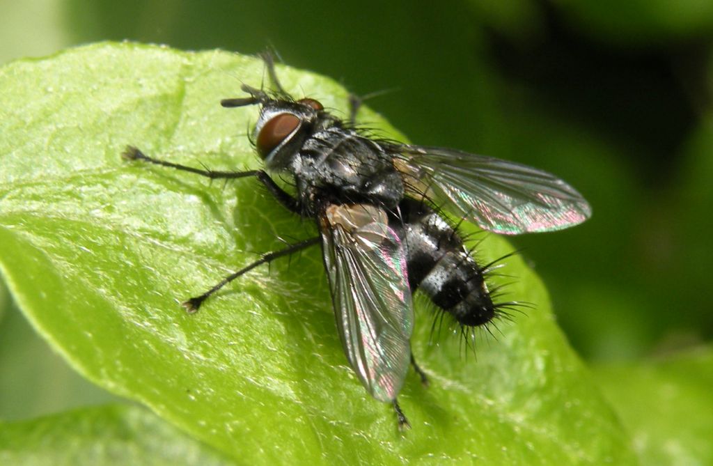 Tachinidae Exorista sp?... Tachinidae Exoristinae